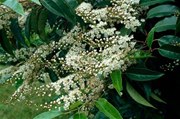 Prunus Lusitanica - Portuguese Laurel